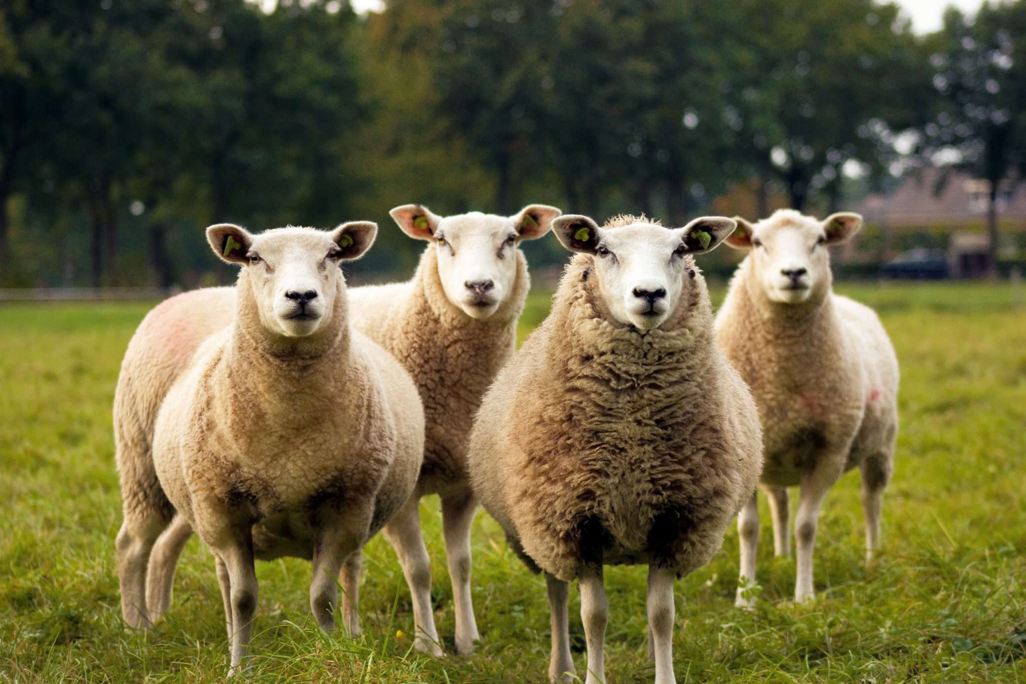 raising sheep for meat