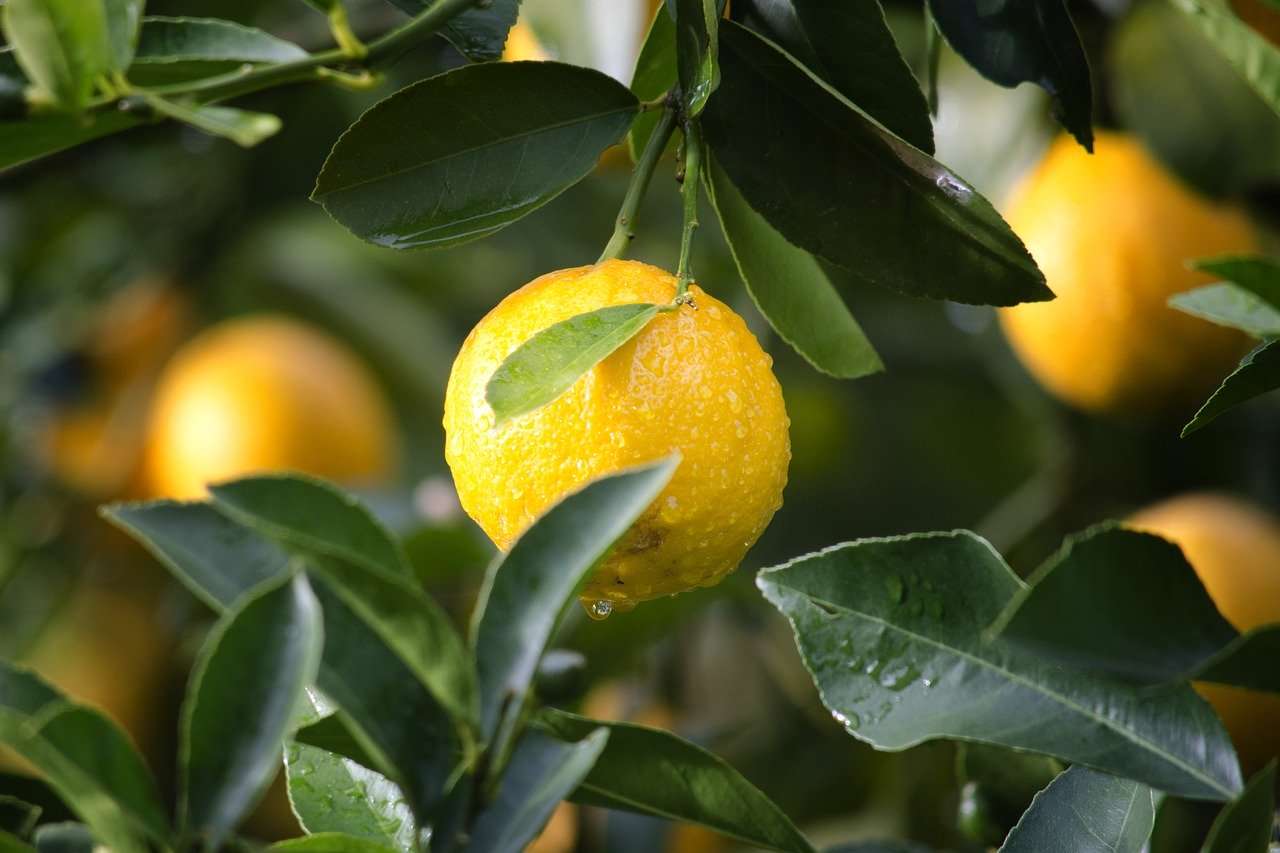 Growing Lemons