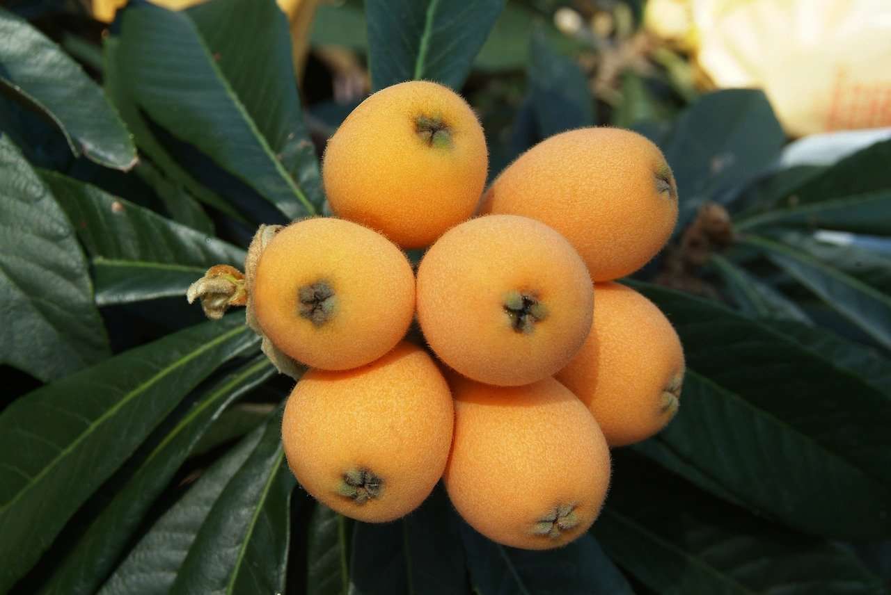 Growing Loquat
