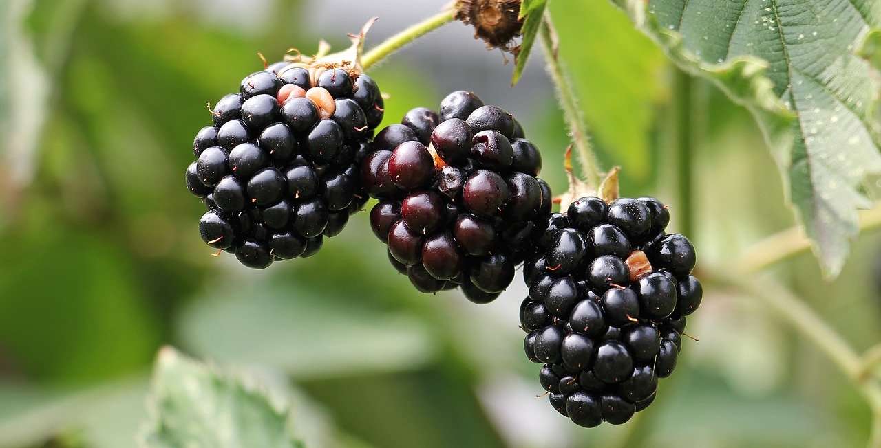Growing Blackberries