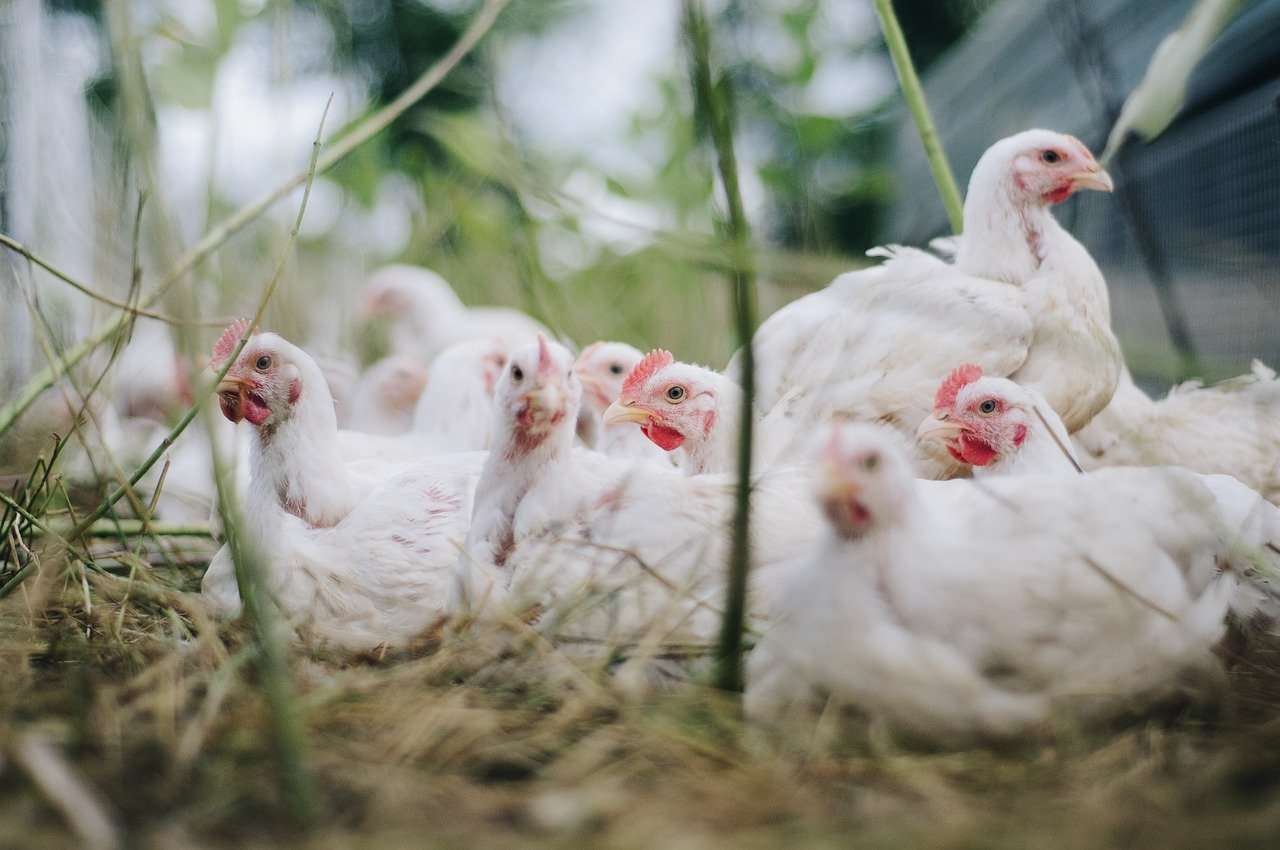 Choosing from Different Breeds of Chickens