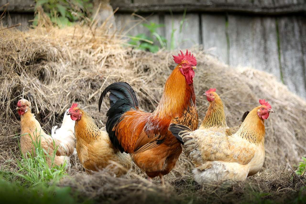 Raising Chickens