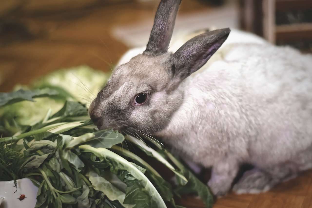 Raising Meat Rabbits