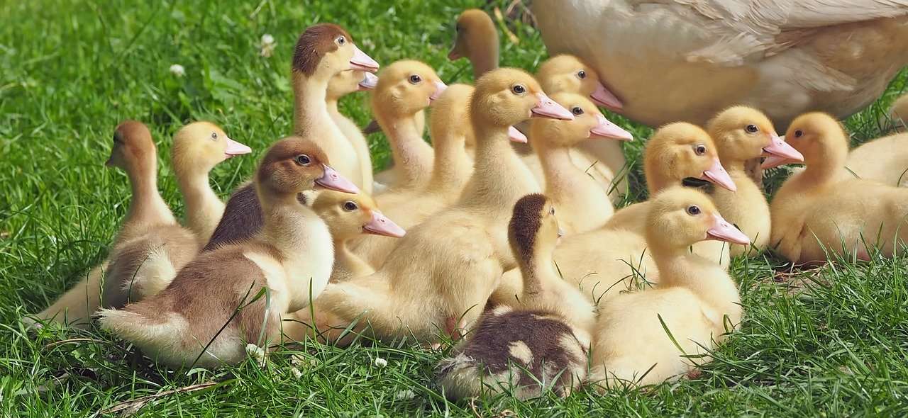 Are You Considering Raising Geese?