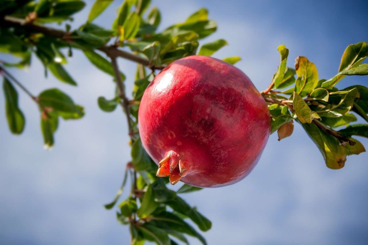 Growing Pomegranate