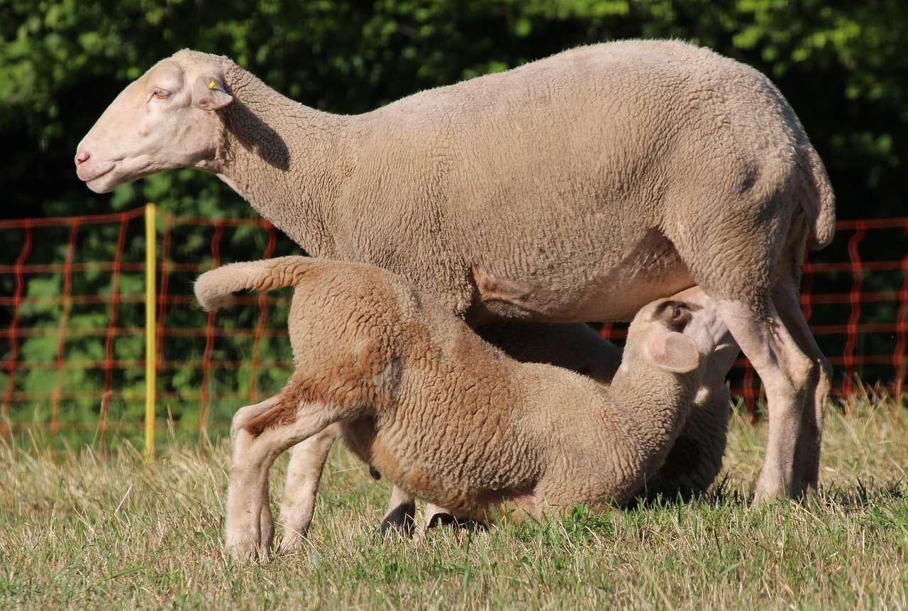 Raising Sheep for Milk