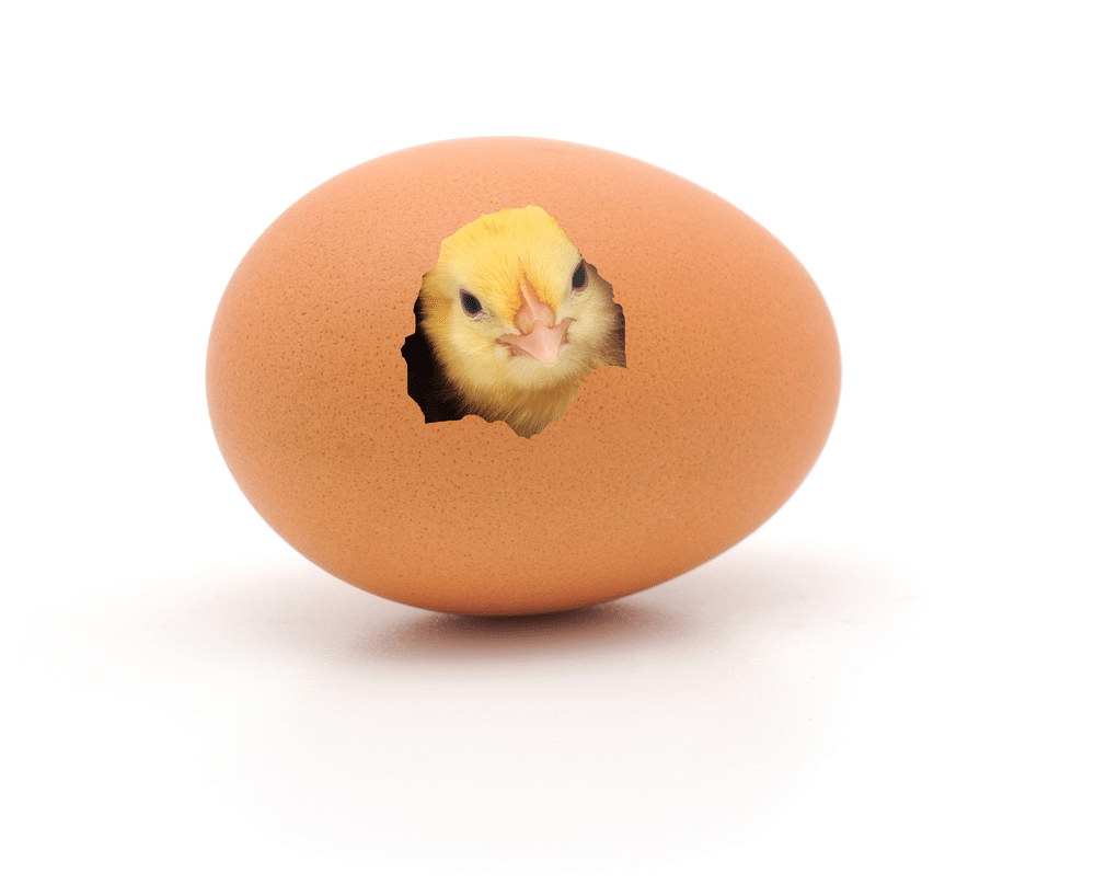 What Is Involved in Raising Chickens for Eggs