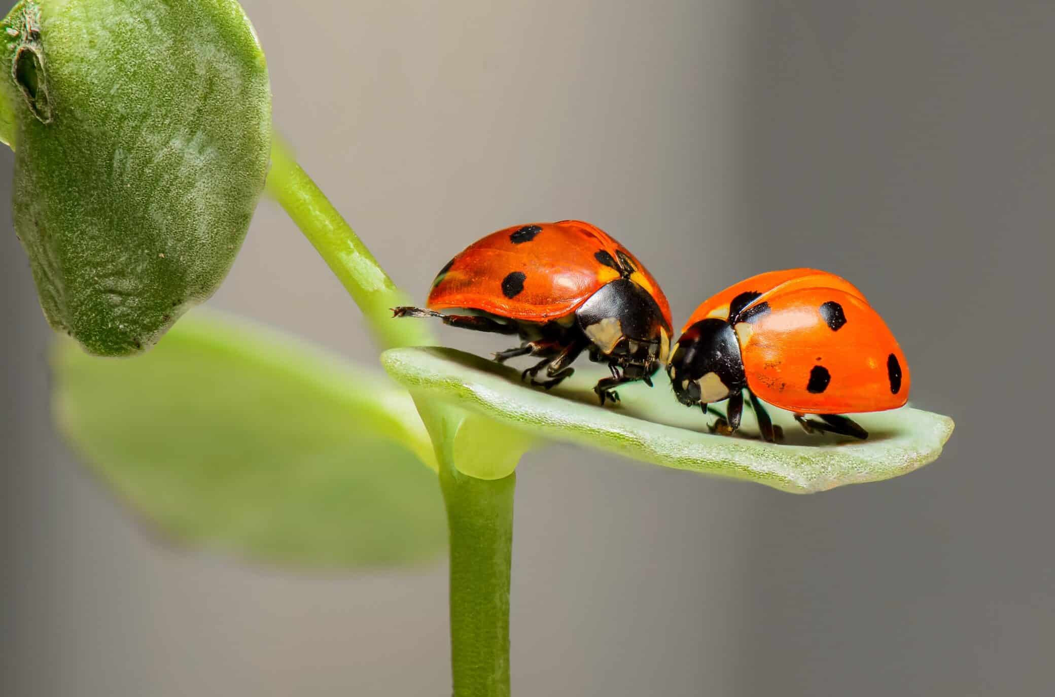 Get Rid of Aphids