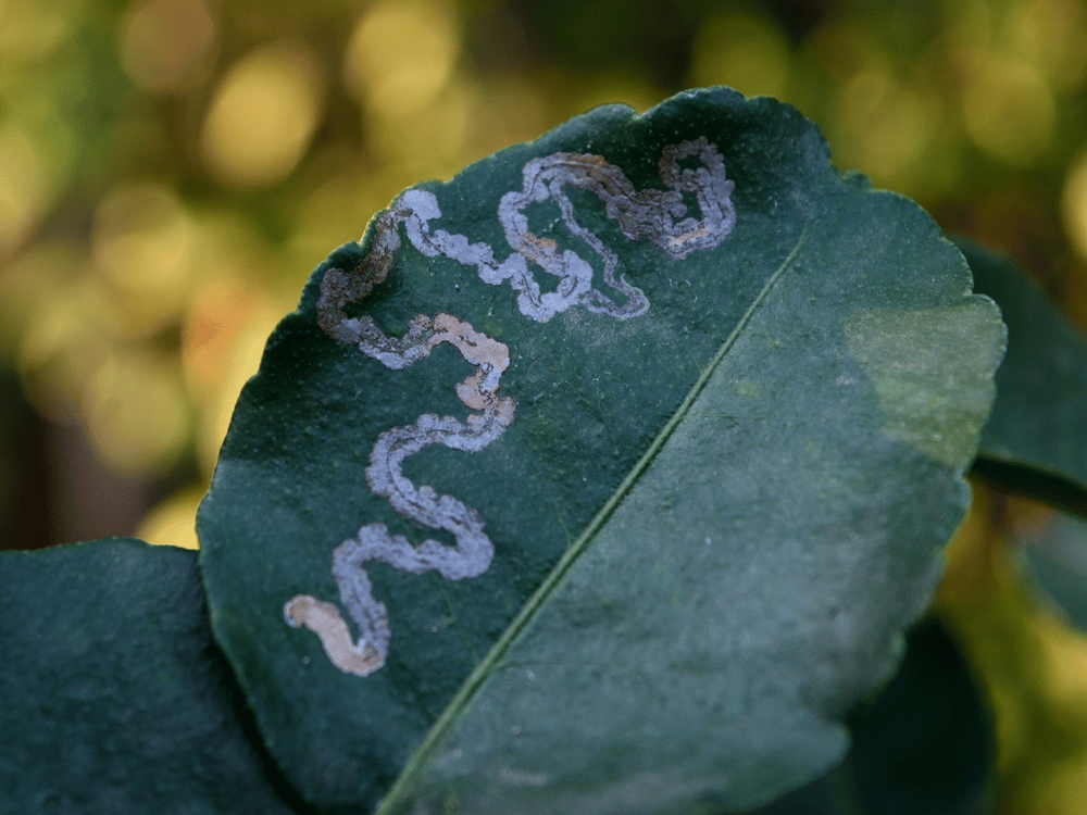How Do You Control Leaf Miner Insects Organically