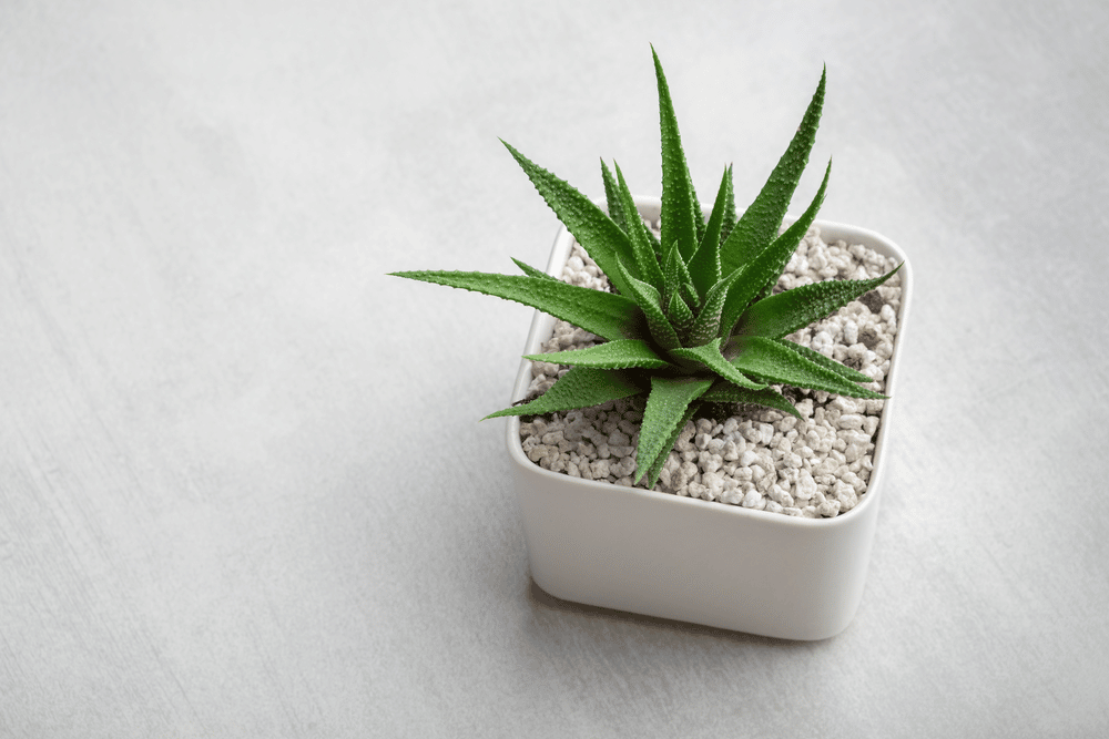 What Are the Easiest Succulents to Grow?