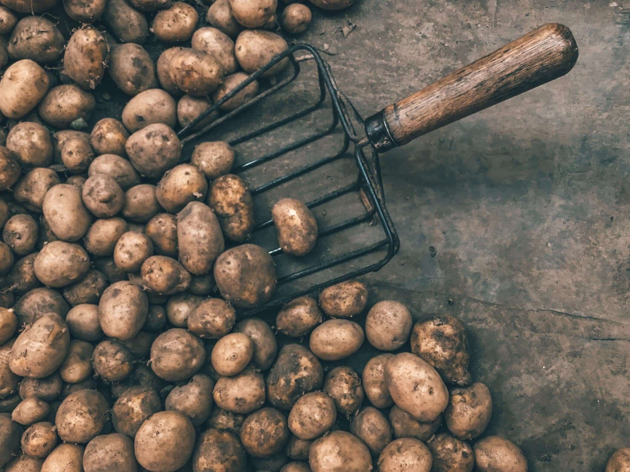 guide to growing potatoes