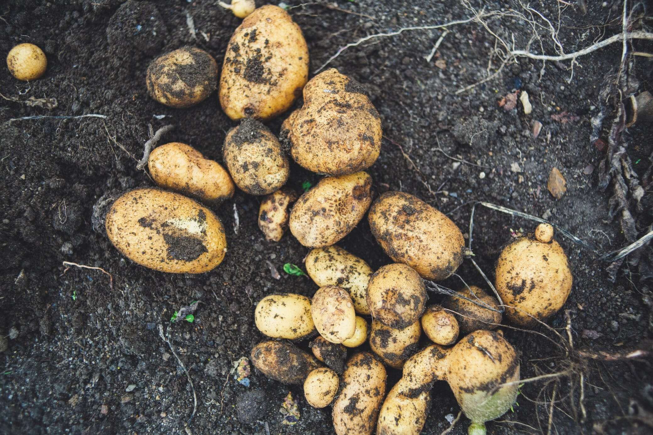 How To Grow Potatoes