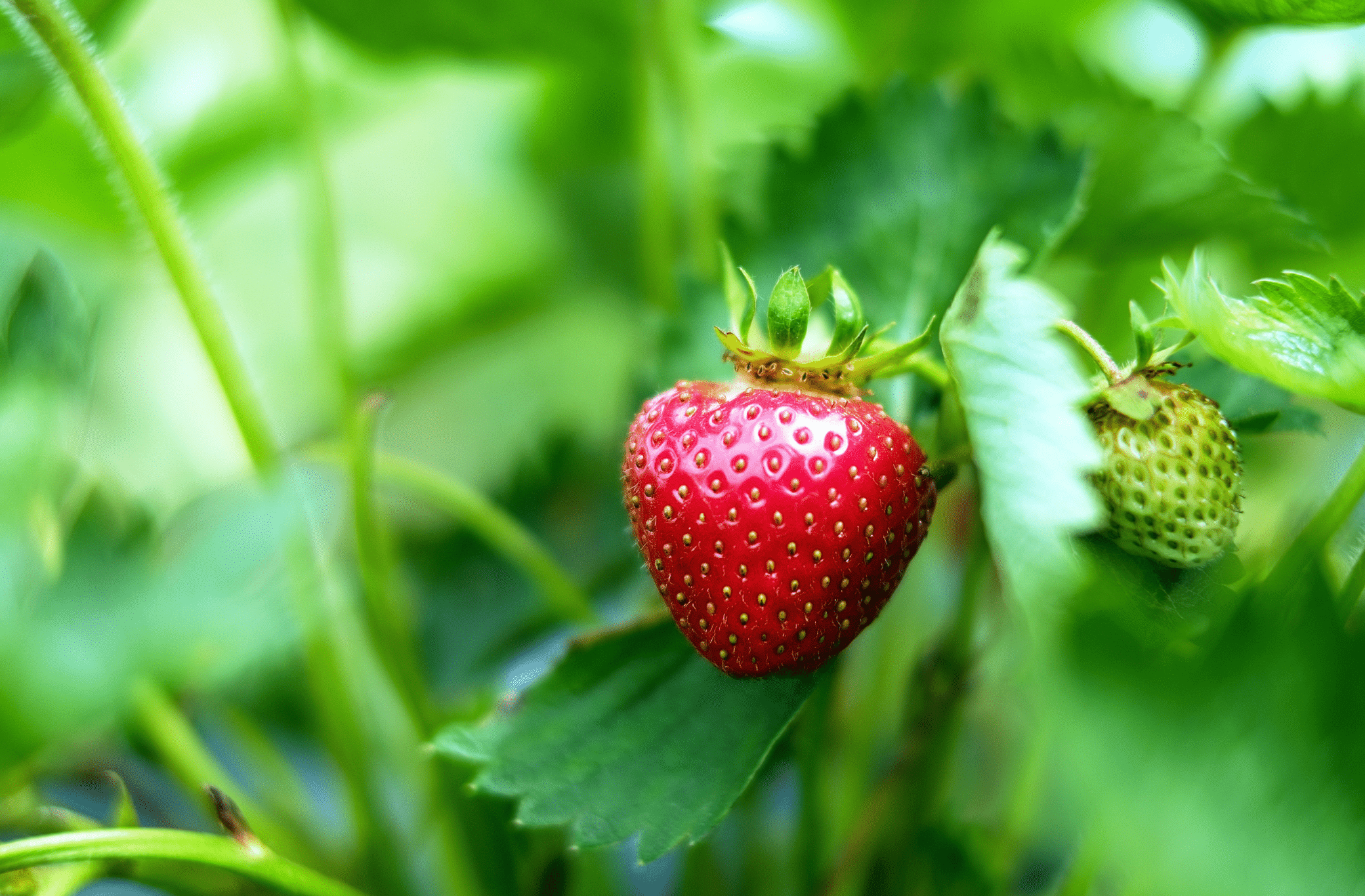 strawberry bed, june bearing