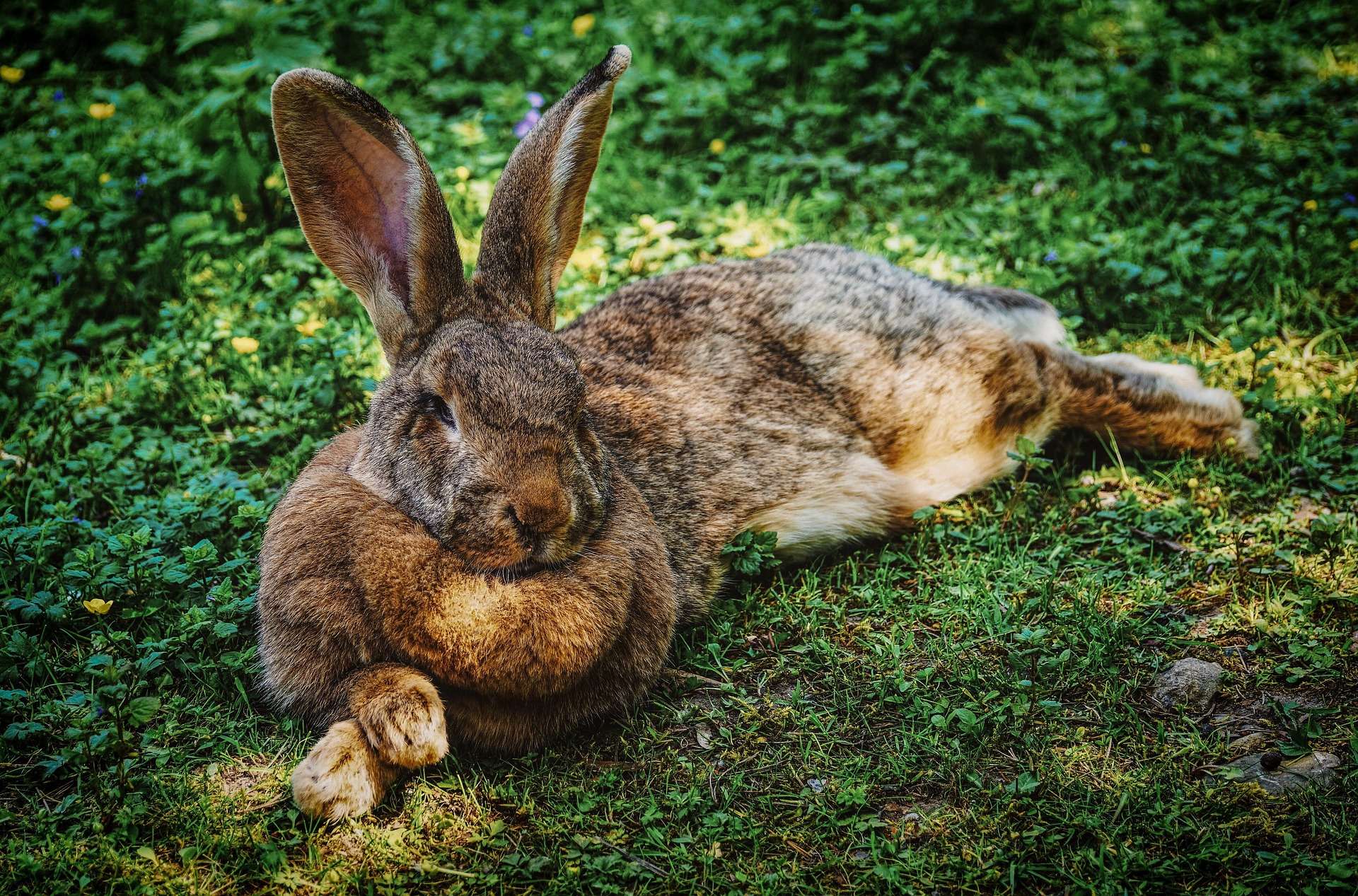 Raising Rabbits: How Long Does It Take?