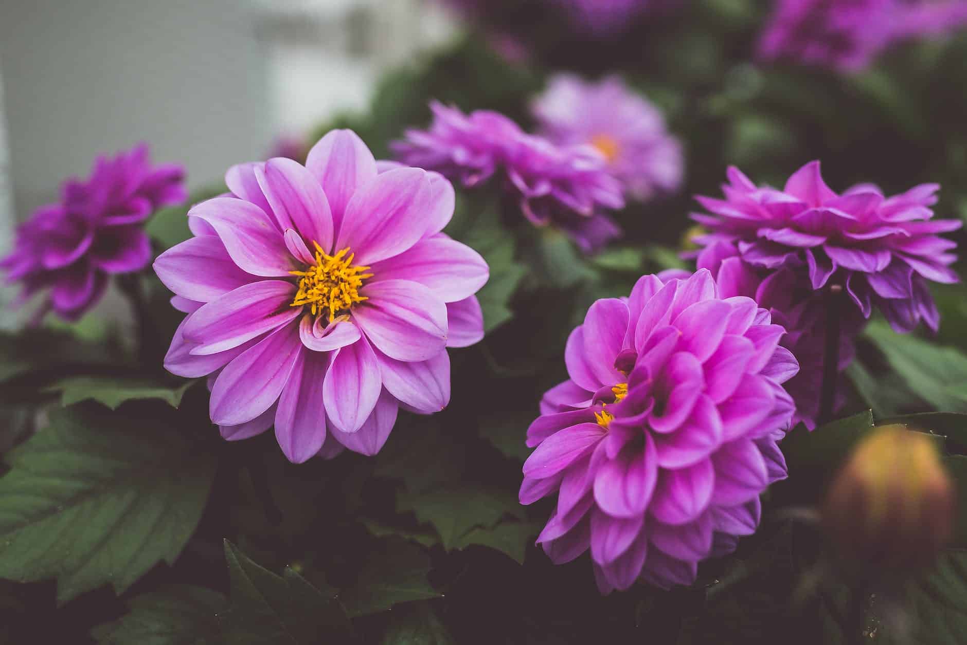 Plant dahlias