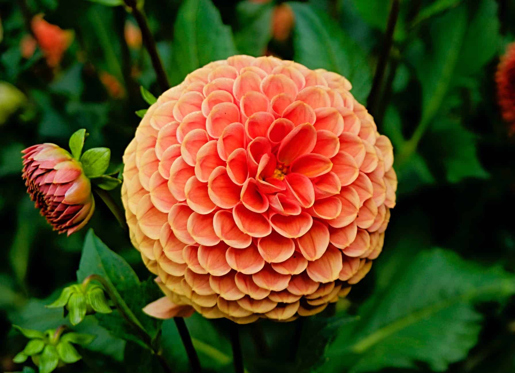 orange dahlia flower