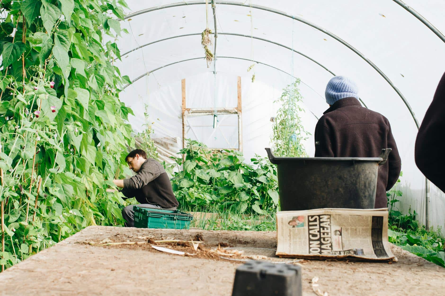 vegetable gardening tips